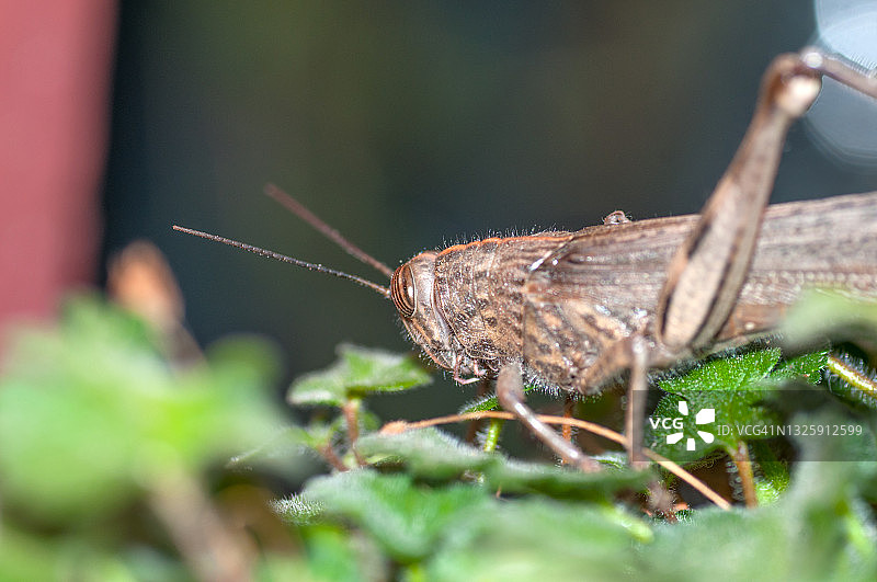 蚱蜢图片素材