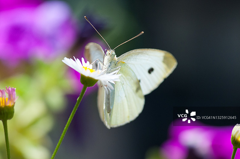 小白蝶图片素材