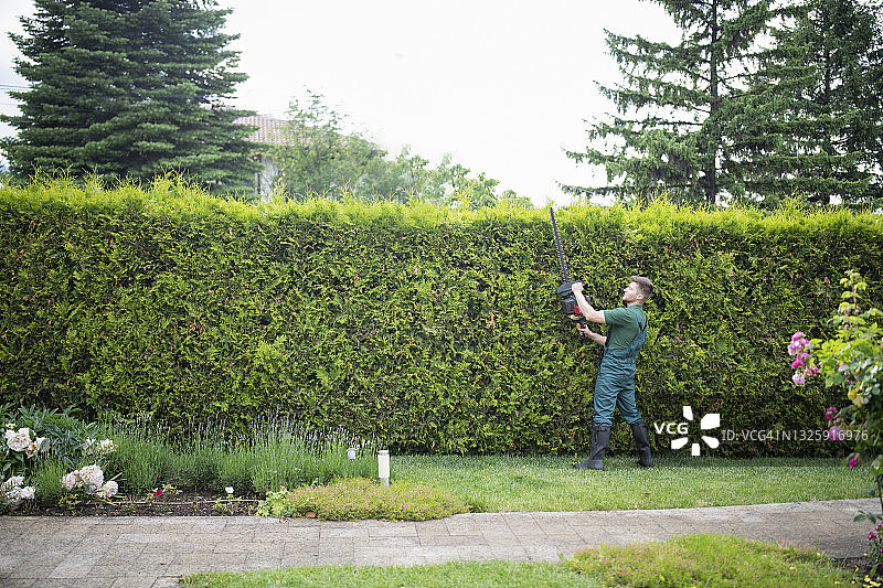 园艺师用电锯修剪树篱图片素材