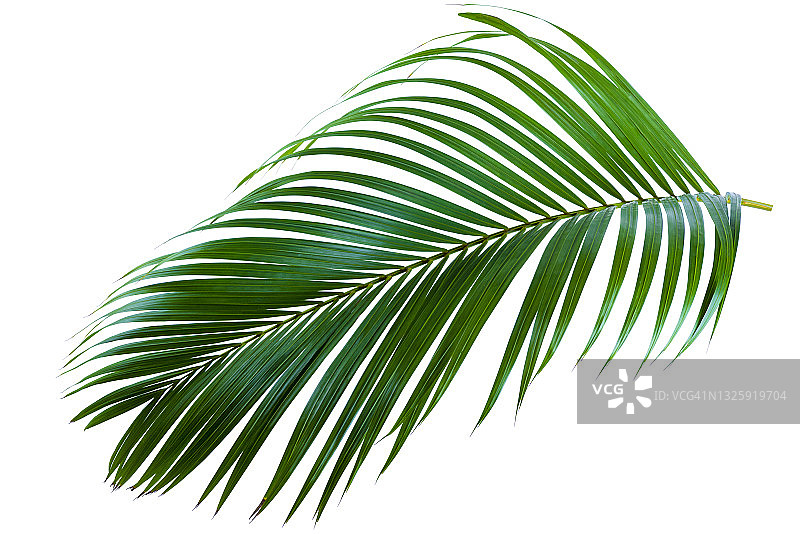 白色背景上的棕榈树绿叶图片素材