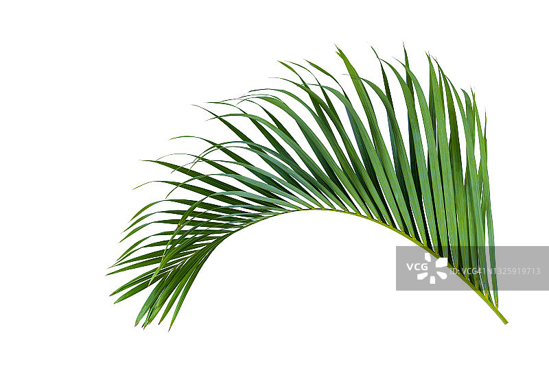 白色背景上的棕榈树绿叶图片素材