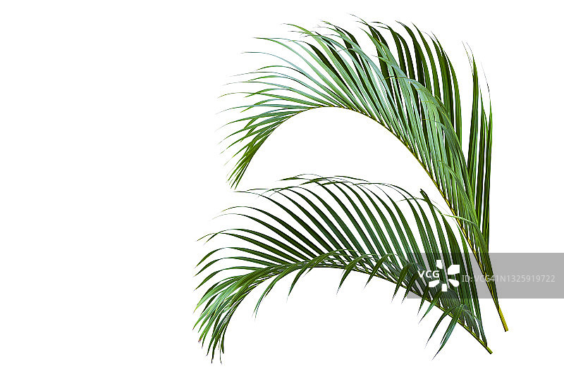 白色背景上的棕榈树绿叶图片素材