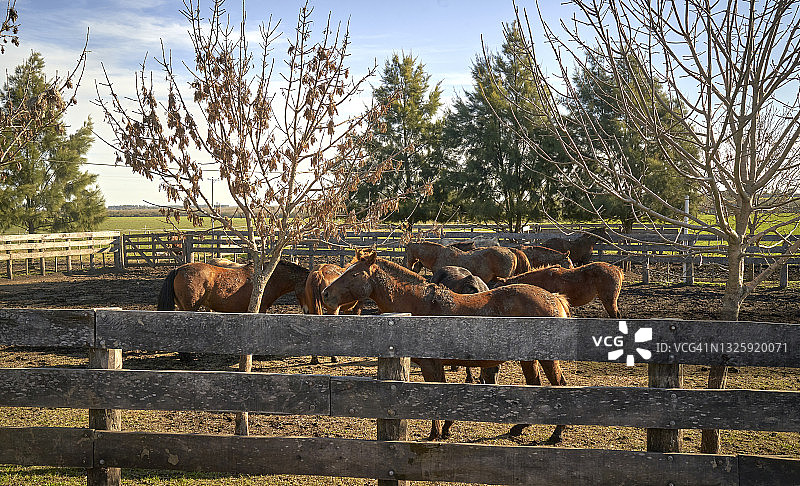 马术之家的细节与场景图片素材