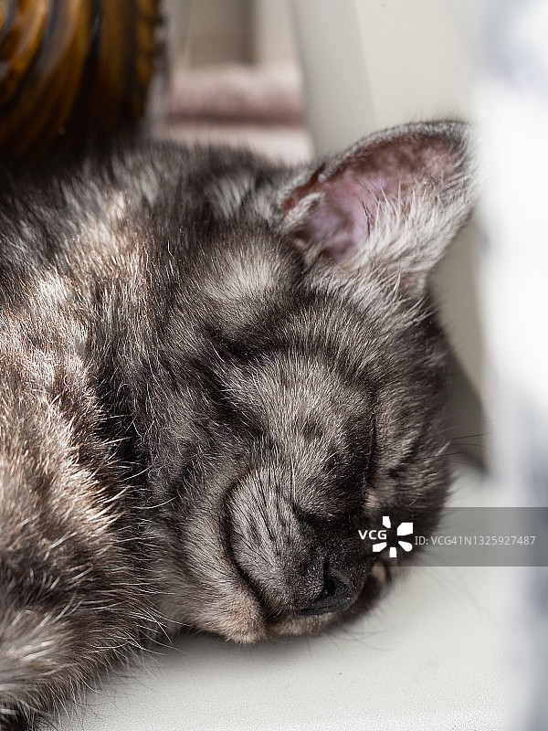 睡着的猫脸部特写图片素材