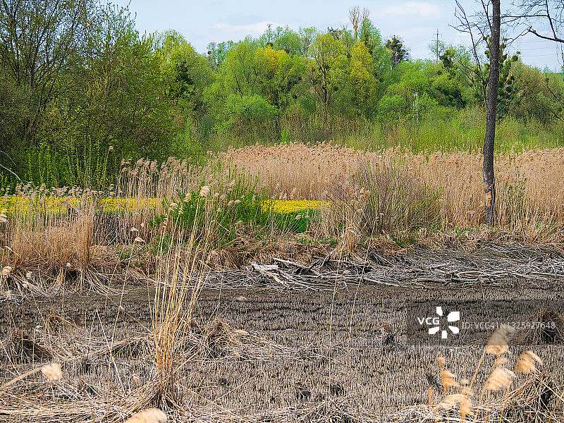 阳光明媚的春季沼泽景观图片素材