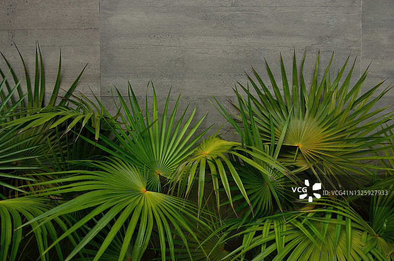 灰色瓷砖建筑墙前的扇叶棕榈图片素材