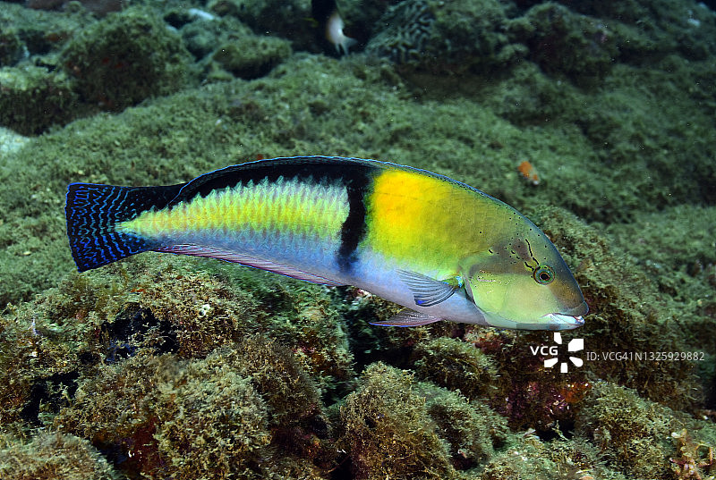 黄头濑鱼图片素材