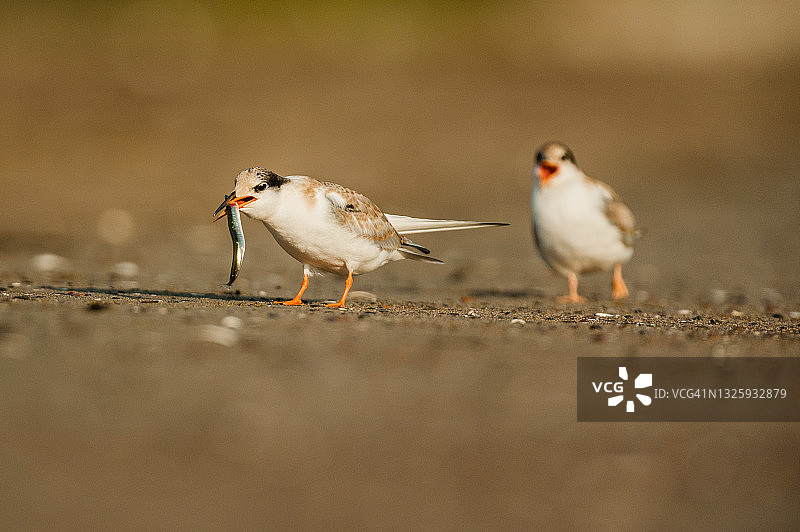 加拿大新不伦瑞克省巴瑟斯特的幼年普通燕鸥图片素材