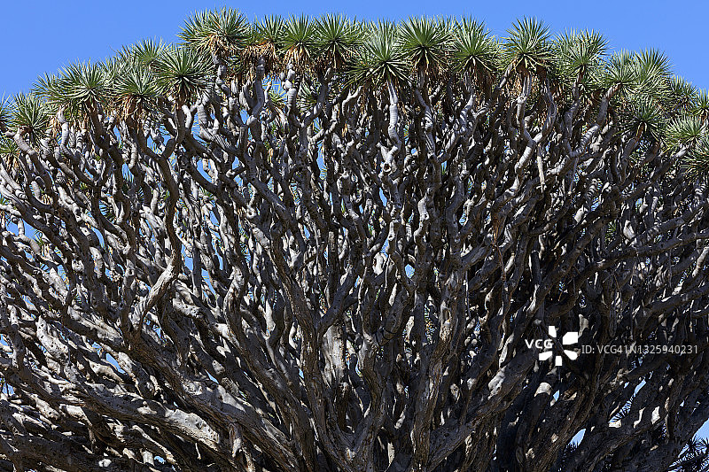 千年龙血树图片素材