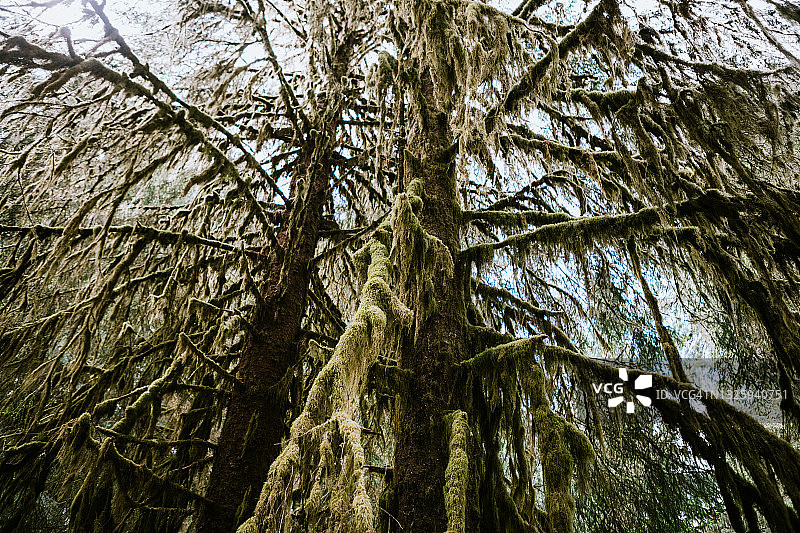 苔藓覆盖的树木和树冠图片素材