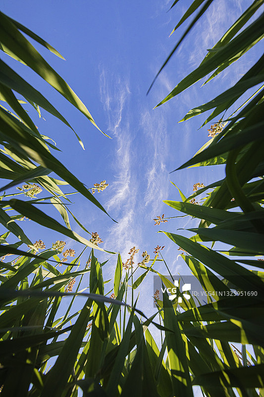 草地的仰视视角图片素材