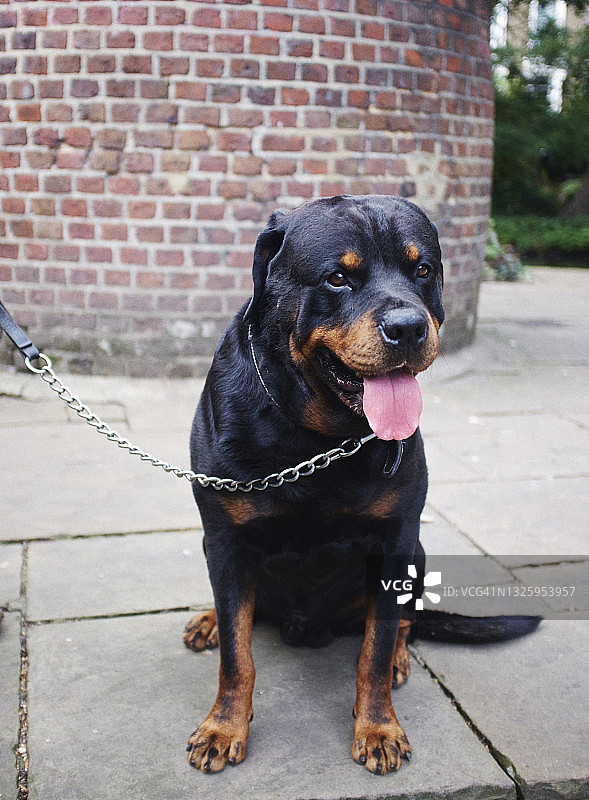 遛狗的罗威纳犬图片素材