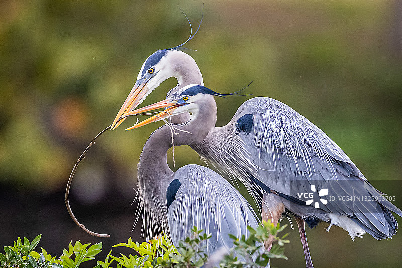 苍鹭夫妇筑巢图片素材