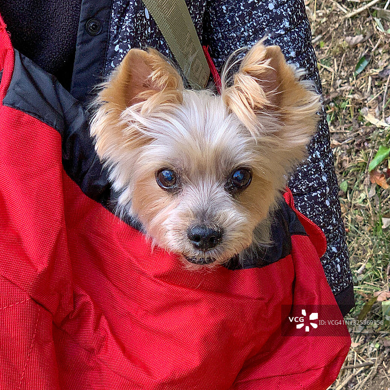 约克夏宠物犬图片素材