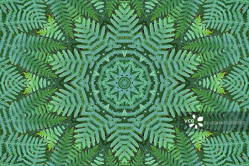 绿色蕨类图案图片素材