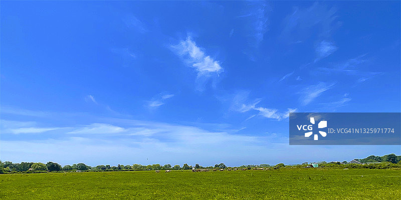 步调一致的牛群图片素材