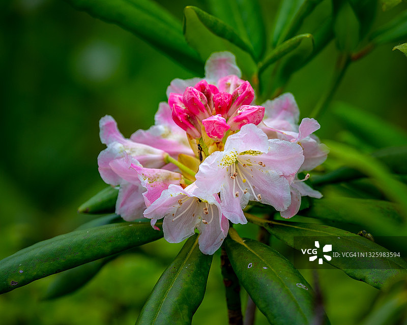 Degronianum杜鹃图片素材