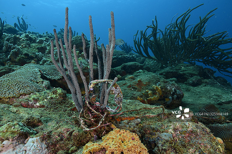 珊瑚上的渔具图片素材