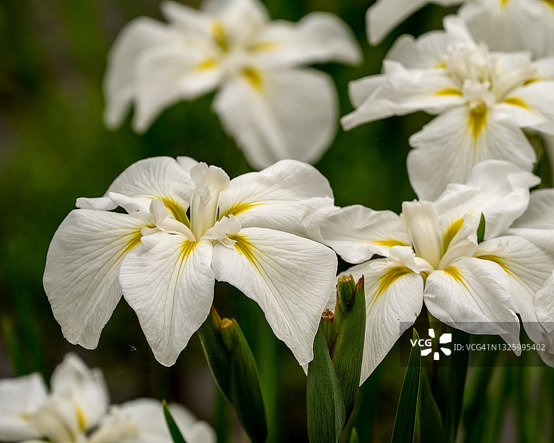 燕子花图片素材