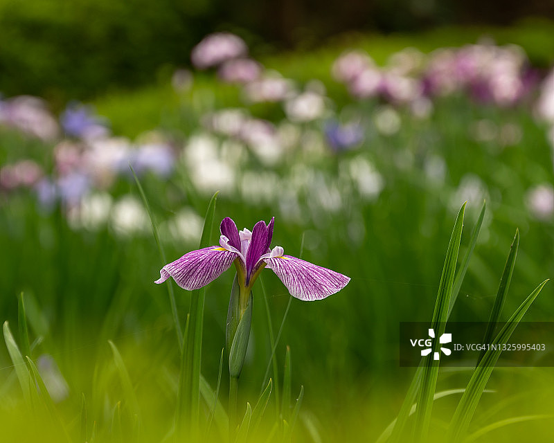 燕子花图片素材