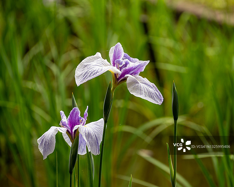 燕子花图片素材