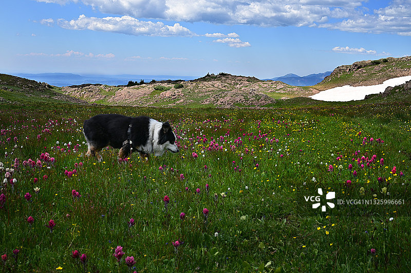 澳大利亚牧羊犬在山间野花中漫步图片素材