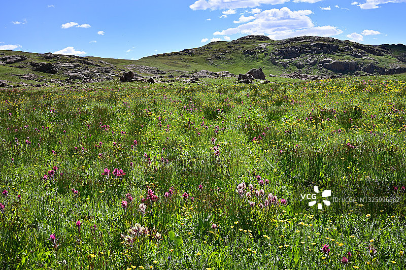 遍地彩色野花与群山图片素材