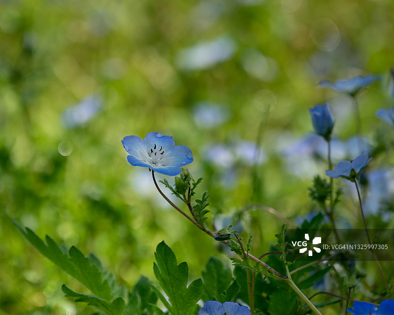 尼莫菲拉图片素材