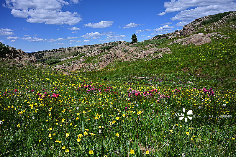 山顶上的印度画笔和松树图片素材