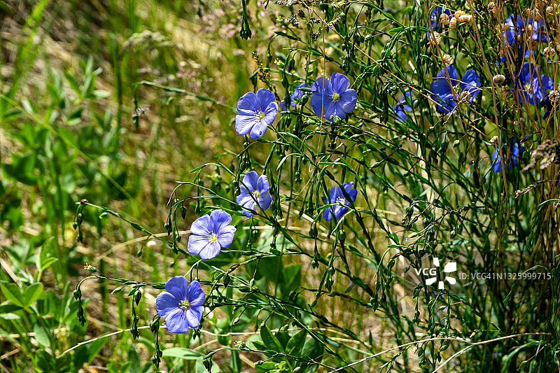 蓝色亚麻野花图片素材