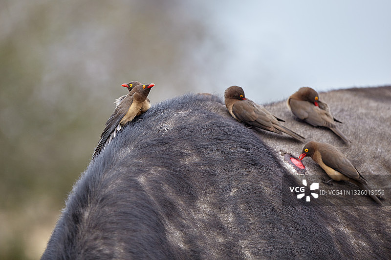 红嘴牛椋鸟图片素材