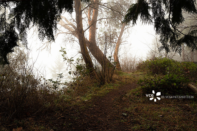 云雾缭绕的悬崖边小路和树木图片素材