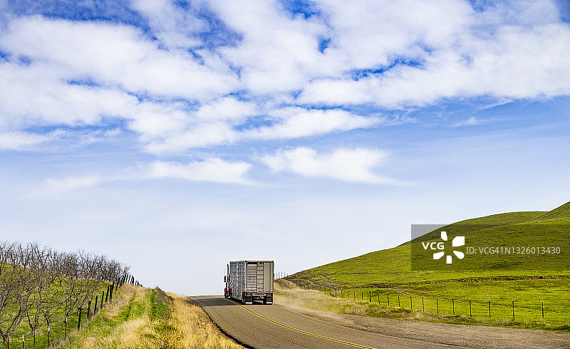 乡村道路上的动物运输半挂卡车图片素材