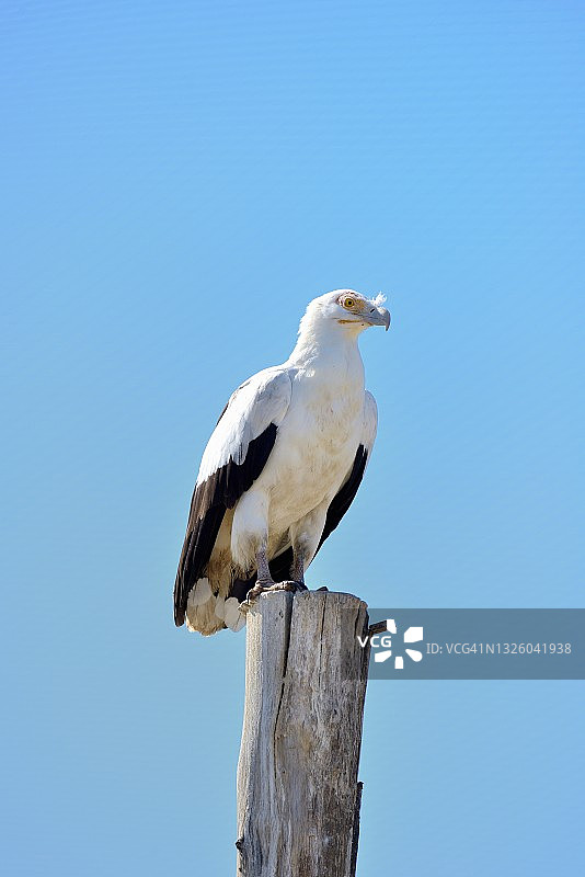 非洲棕榈鹫图片素材
