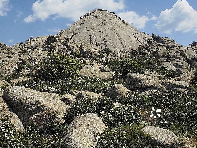 岩蔷薇在马德里附近埃尔耶尔莫山的拉佩德里萨荒野地区盛开图片素材