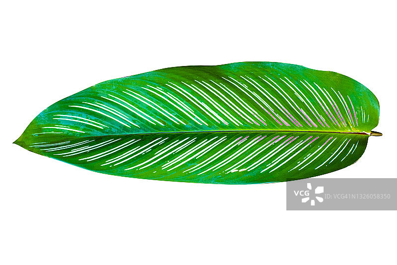 热带森林中摇曳的香蕉叶图片素材