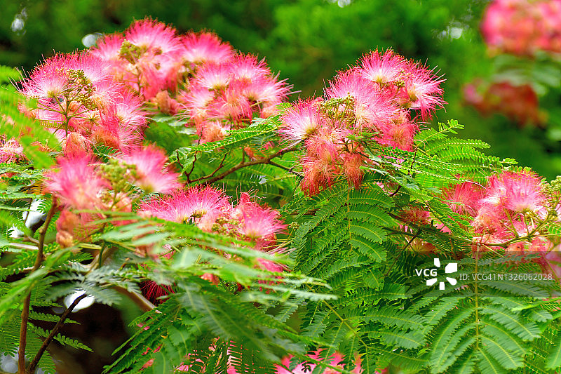 合欢花图片素材