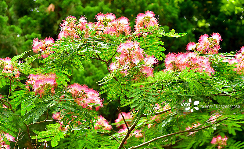 合欢花图片素材