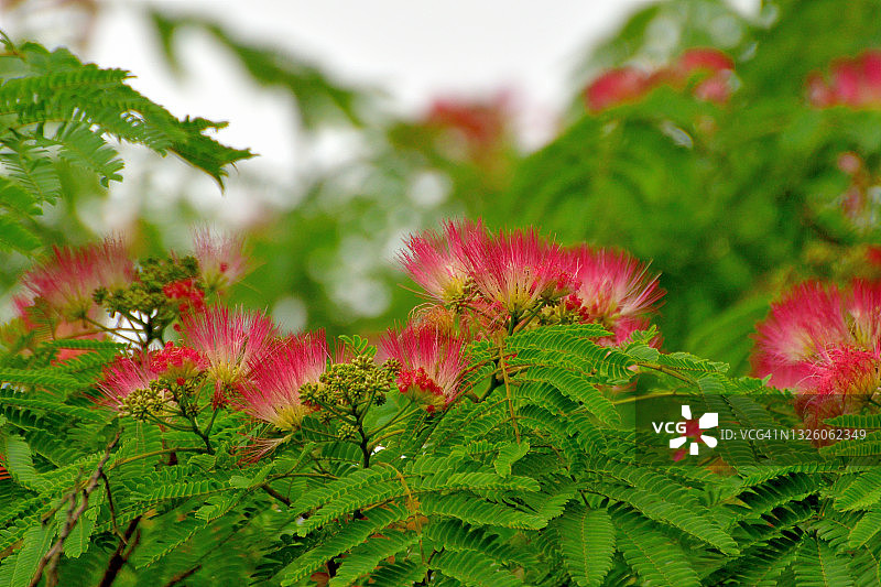 合欢花图片素材