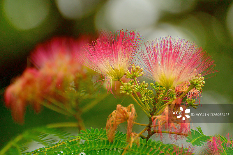 合欢花图片素材