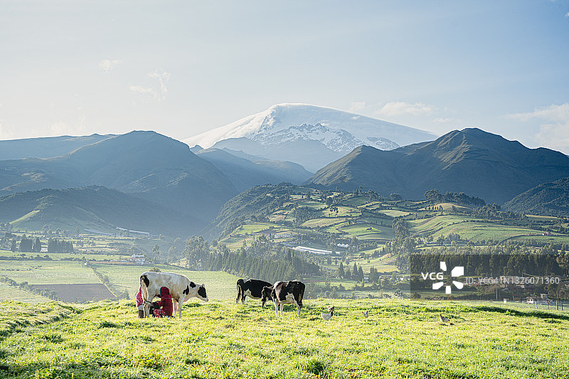 两个农民在卡扬贝火山后挤牛奶图片素材