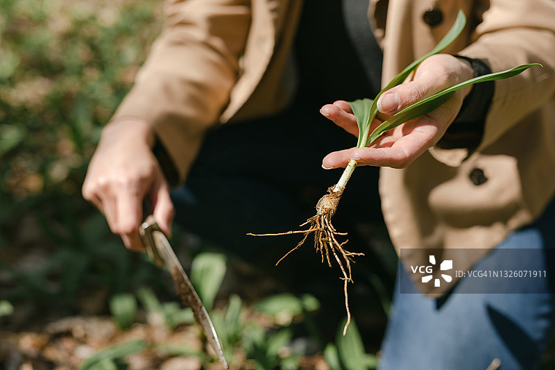 女人在树林里手拿带根的野韭菜图片素材