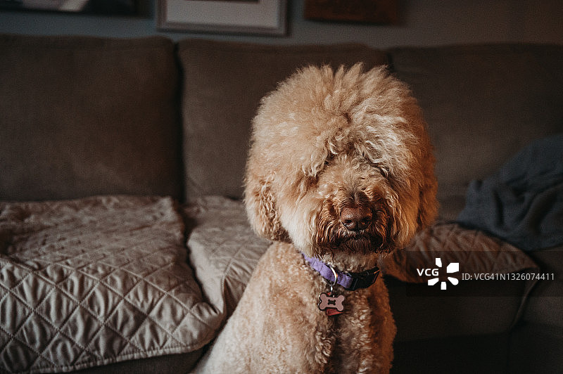 金毛贵宾犬面部特写，坐在沙发前图片素材