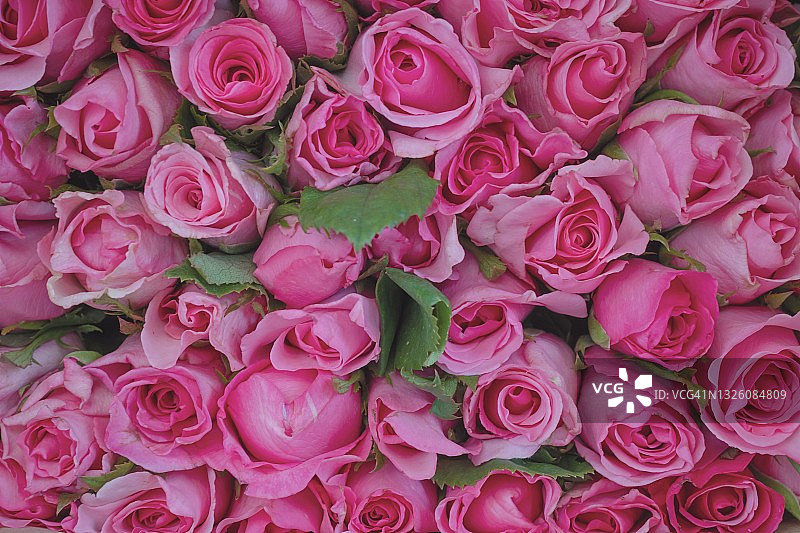 特写玫瑰花束图片素材