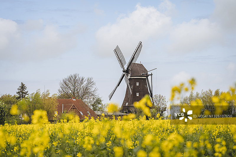 德国石勒苏益格-荷尔斯泰因莱姆肯哈芬磨坊博物馆与油菜花图片素材
