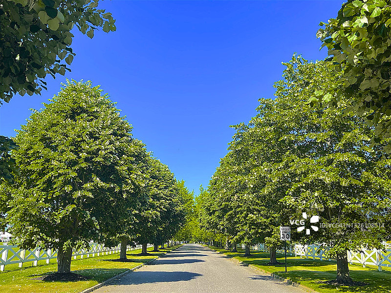 Bridgehampton的树木横跨道路图片素材