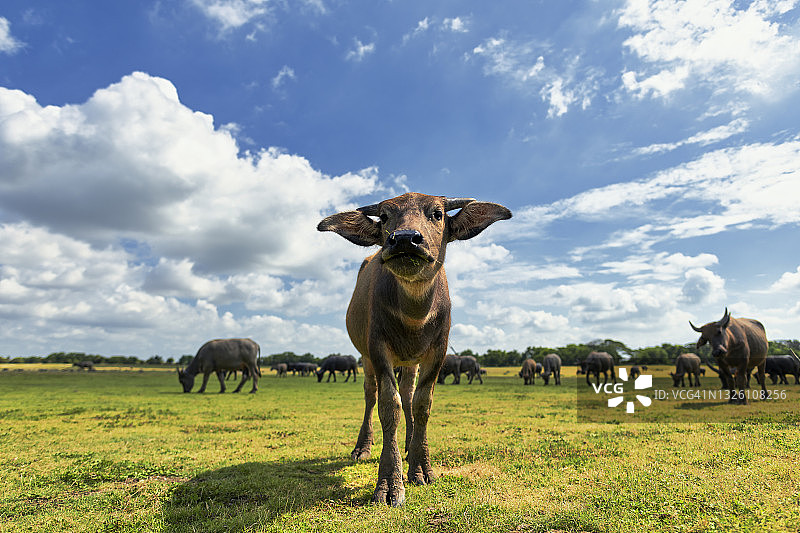 野生水牛特写图片素材