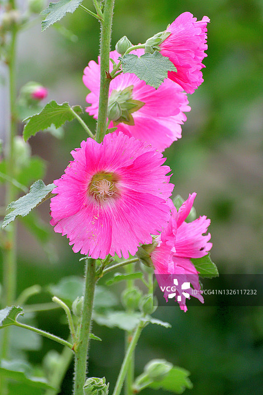 蜀葵花图片素材