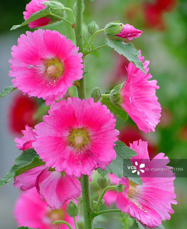 蜀葵花图片素材