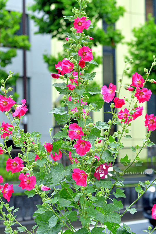 蜀葵花图片素材